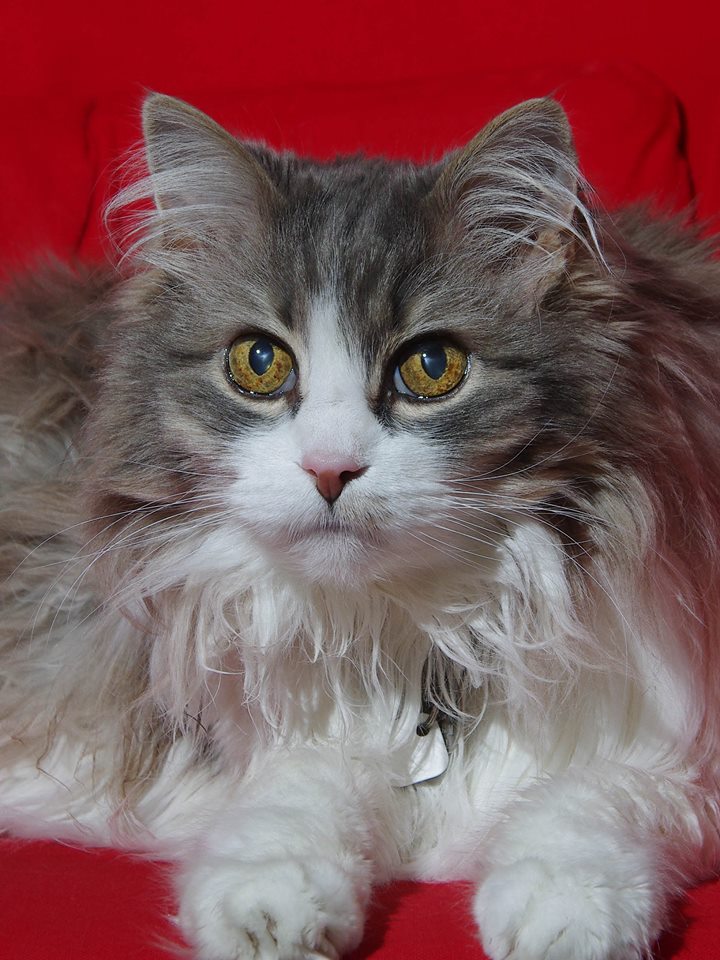 22089123_10159303745815526_8546293179906359080_n