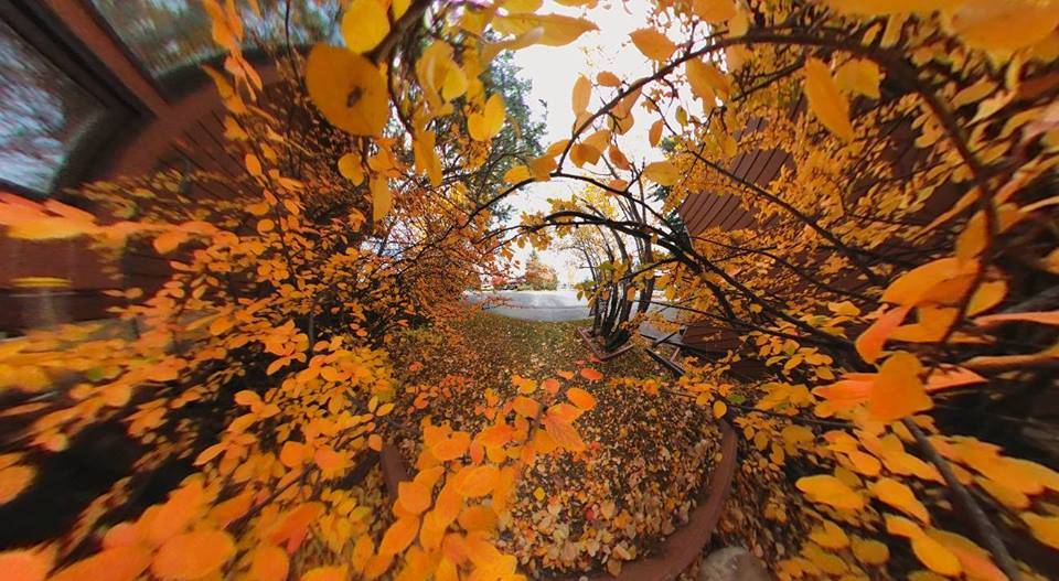 22089907_10159312008550526_2190084304604745812_n