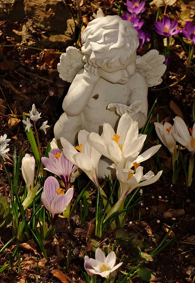 31909446_10160265005155526_5621442574997782528_n