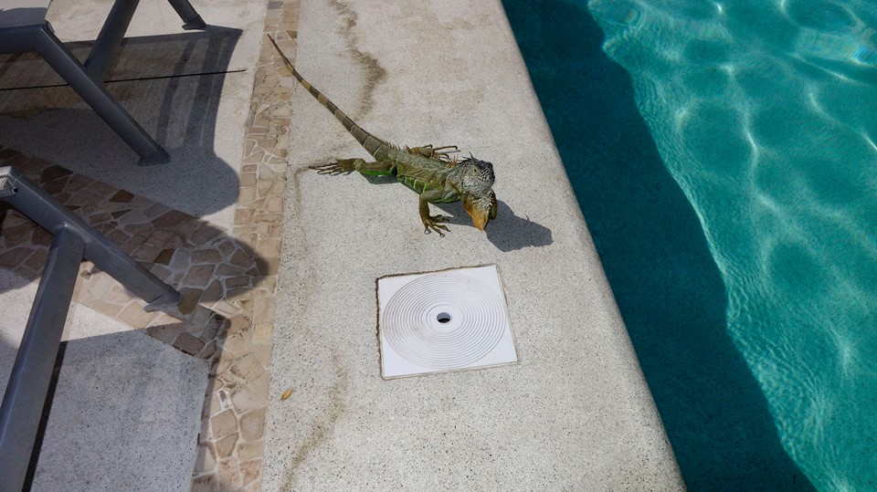 16729433_10158149901565526_2873676832346053059_n