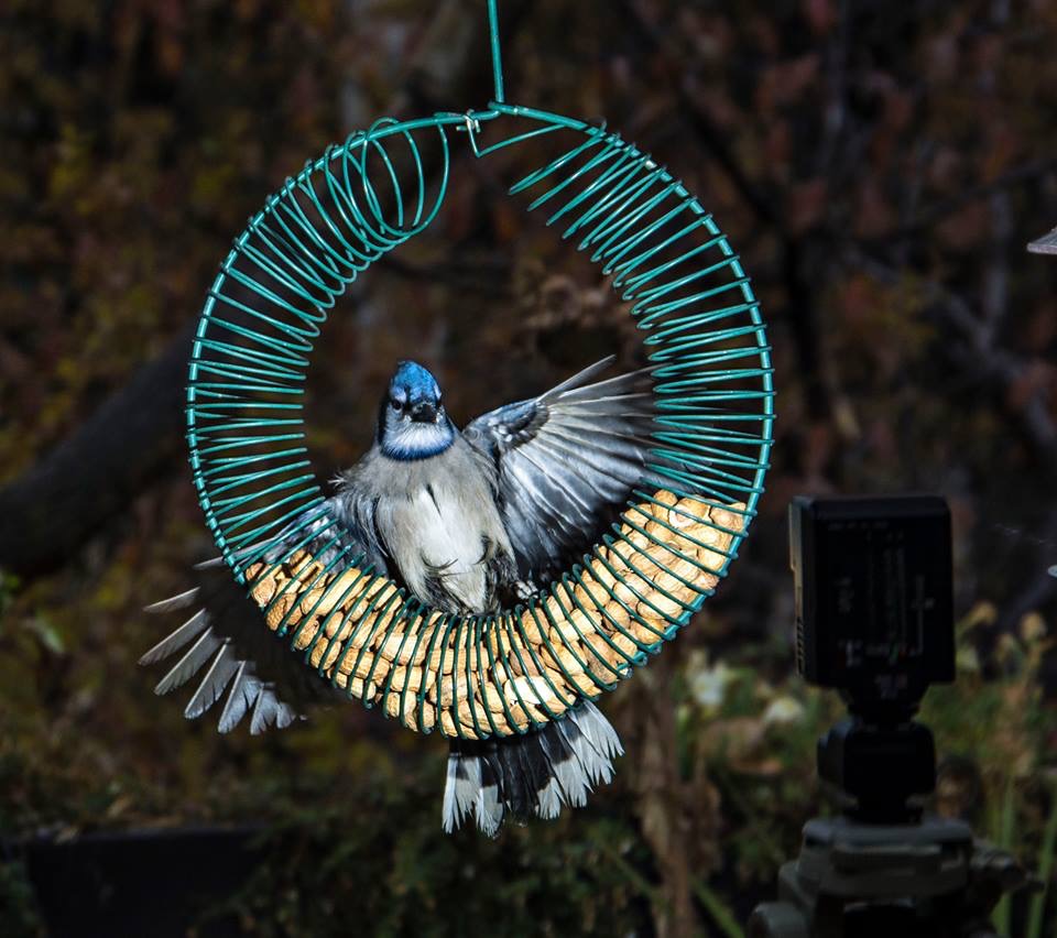 14680701_10157556915265526_3101987669238221294_n