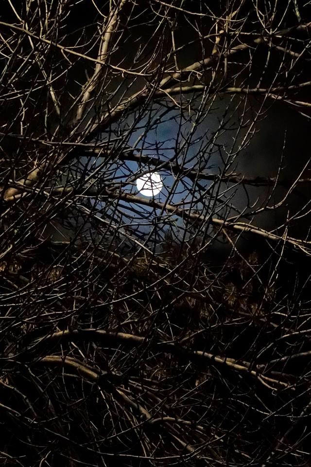 15036549_10157697349920526_6043636286383354643_n