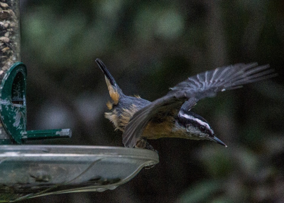 20429967_10159005157465526_1346883212655034346_n