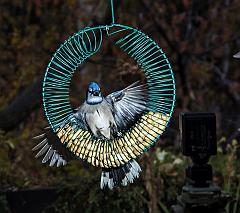 14680701_10157556915265526_3101987669238221294_n