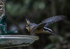 20429967_10159005157465526_1346883212655034346_n