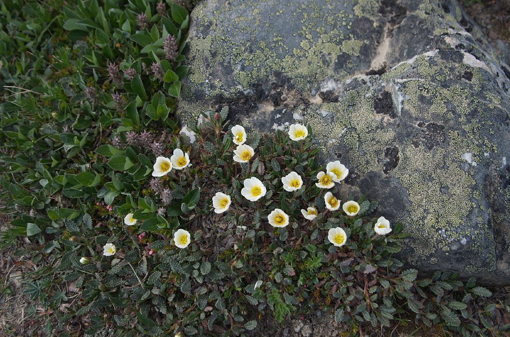 IMGP0842_flowers_top_gondola
