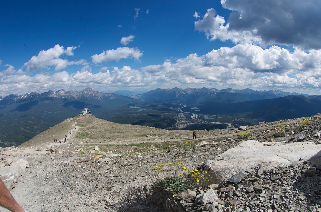 IMGP0895_flowers_top_gondola