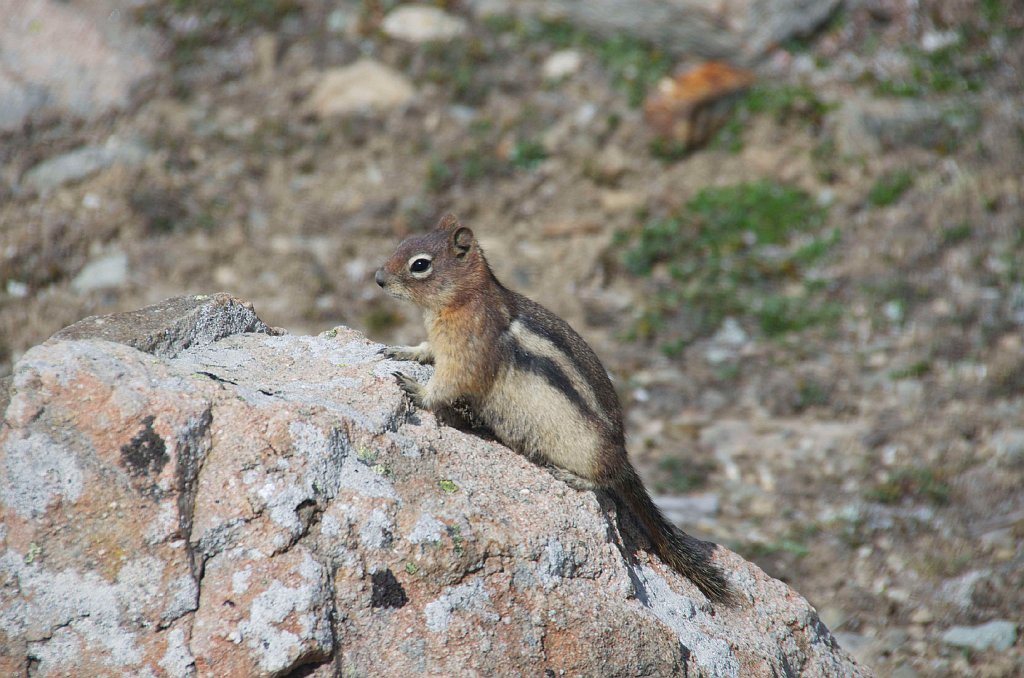 IMGP0902_chipmonk_top_gondola