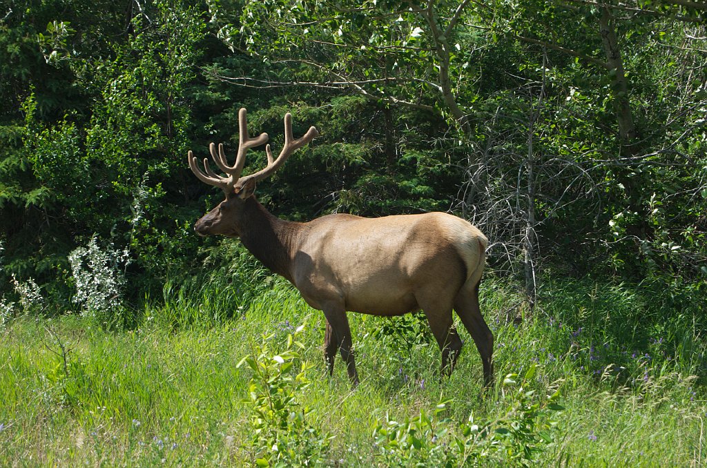IMGP0964_elk