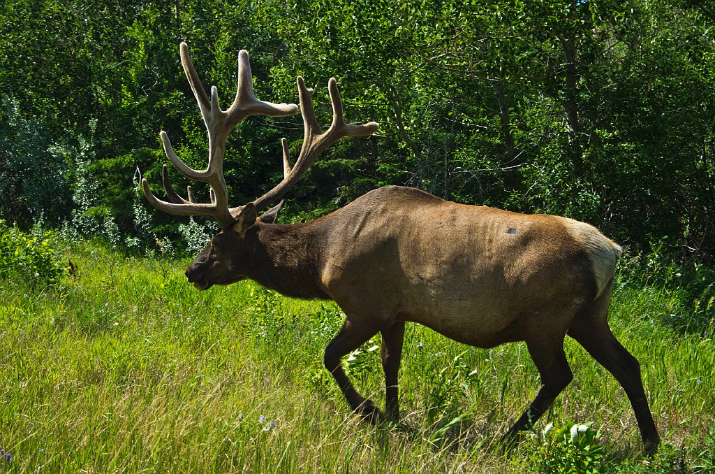 IMGP0976_elk