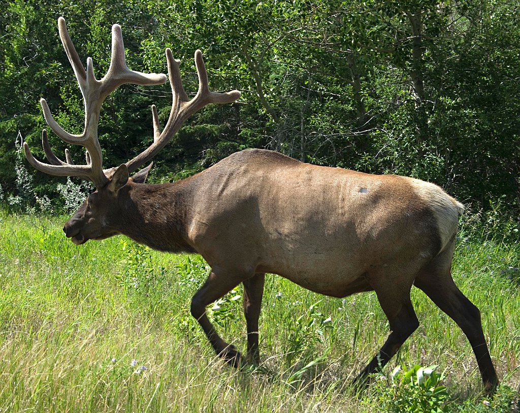 IMGP0976elk