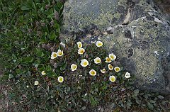 IMGP0842_flowers_top_gondola