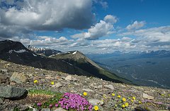 IMGP0848_flowers_top_gondola