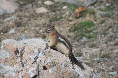 IMGP0902_chipmonk_top_gondola