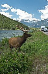 IMGP0932_elk