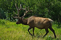 IMGP0976_elk