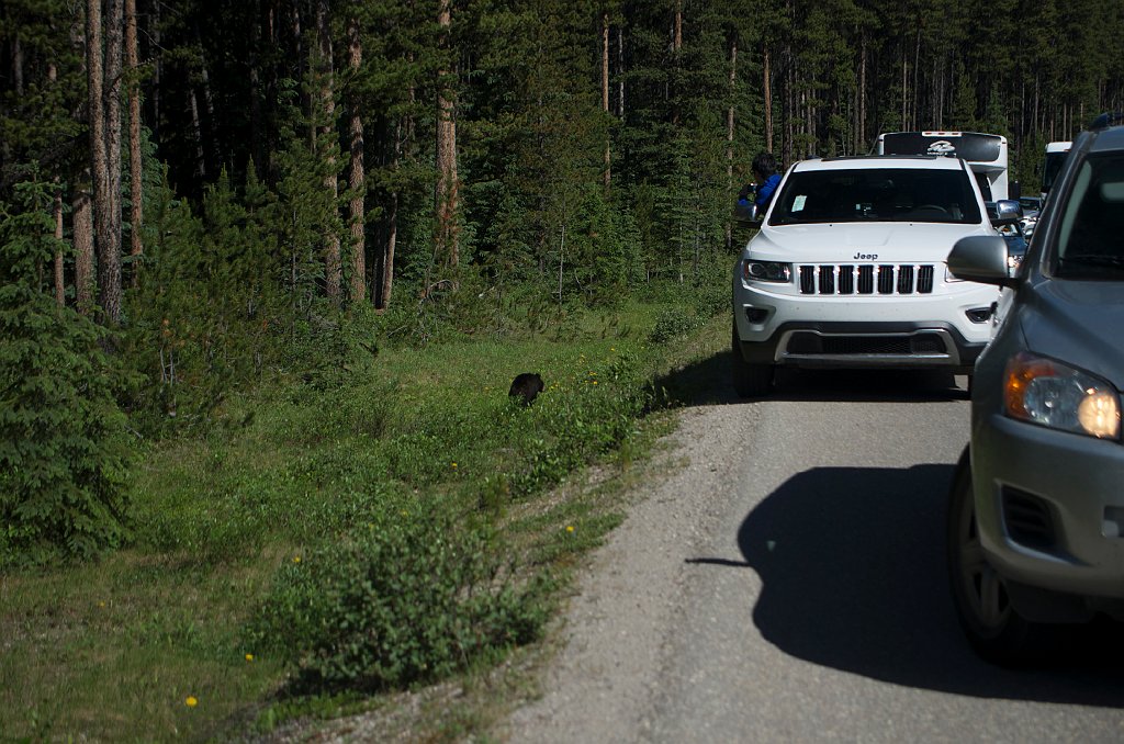 IMGP1019_bear_near_maligne_lake