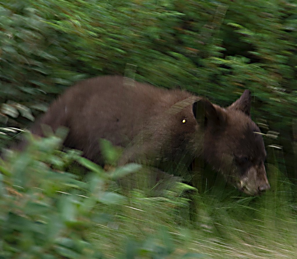 IMGP1194bear-jasper