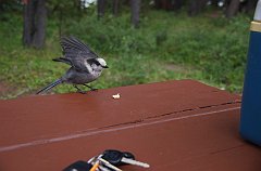 IMGP1147_bird_maligne_lake