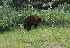 bear_near_maligne_canyon