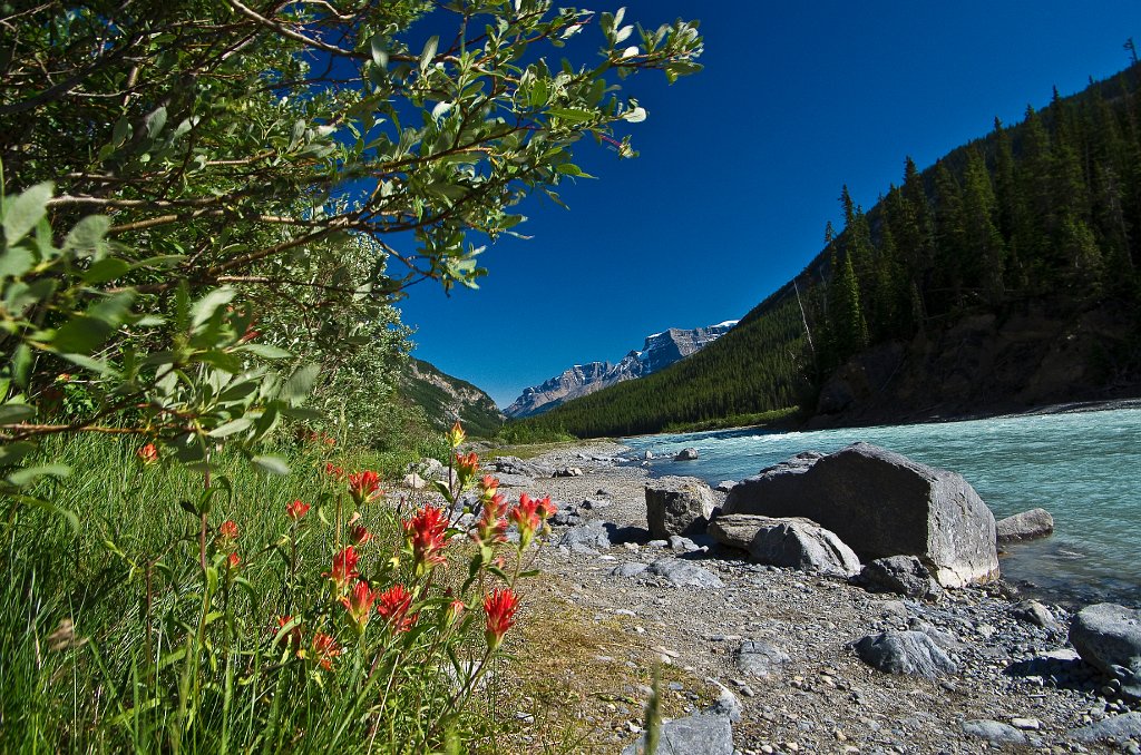 IMGP1535_red_flowers_by_stream