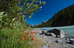 IMGP1535_red_flowers_by_stream